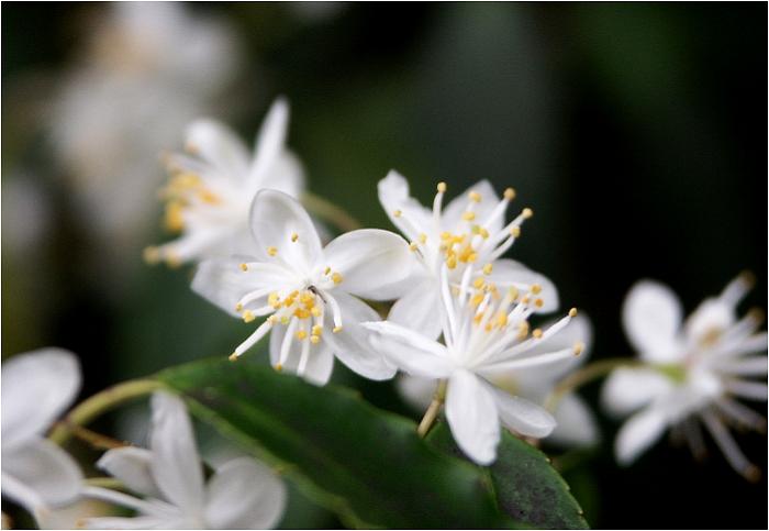 �n�C�m�L�̉Ԃɂ��ߕt���āE�E�E�E�A�D�ɂ��Đ����Ɏg���ƃK�C�h���񂪐������Ă���܂���