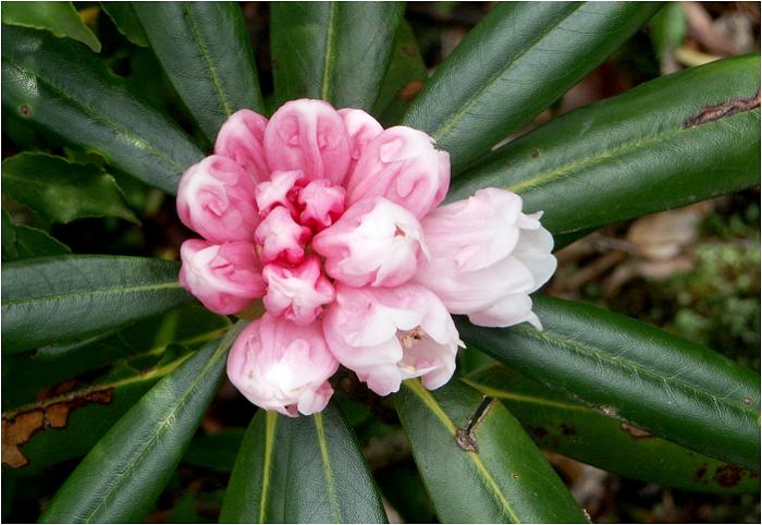 �Q�͍g���A�J�ԂƋ��ɔ����Ȃ��Ă����悤�ł��I