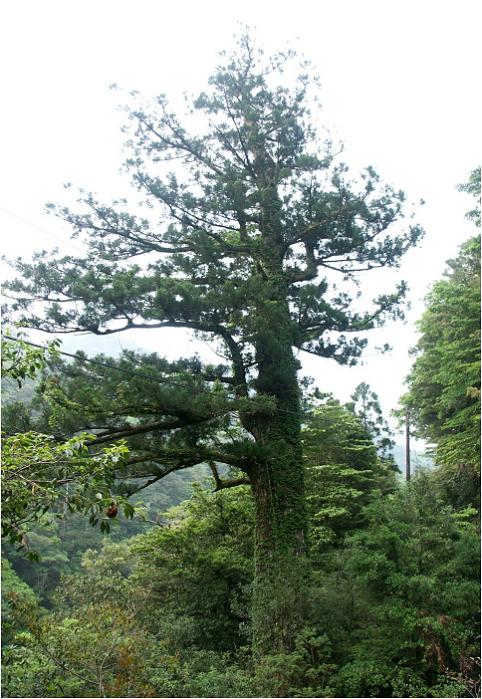 ���������čŏ��ɏo������A�O���T�C�h�Ō��������吙�ł��B