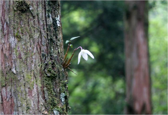 �O���T�C�h�̐��̑�؂ɁA�u�Z�b�R�N�v�̉��ȉԎp�����X�Ō������܂����B