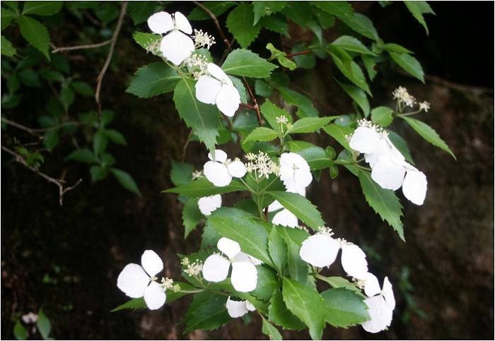 �O���̎R���̊R�ɂ́A�u�K�N�E�c�M�v�Q�����Ă��܂����B�����~�܂��ĎB�e�o���Ȃ������̂��`���b�g�c�O�ł���(-_-;)