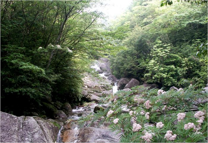 �Q���Ԃ��܂�������g���b�R�O�������̕t�߂ŏI���A���ˎR�����̓ꕶ����ڂ����܂��B�E���̉Ԃ́u�i�i�J�}�h�v�ł��B