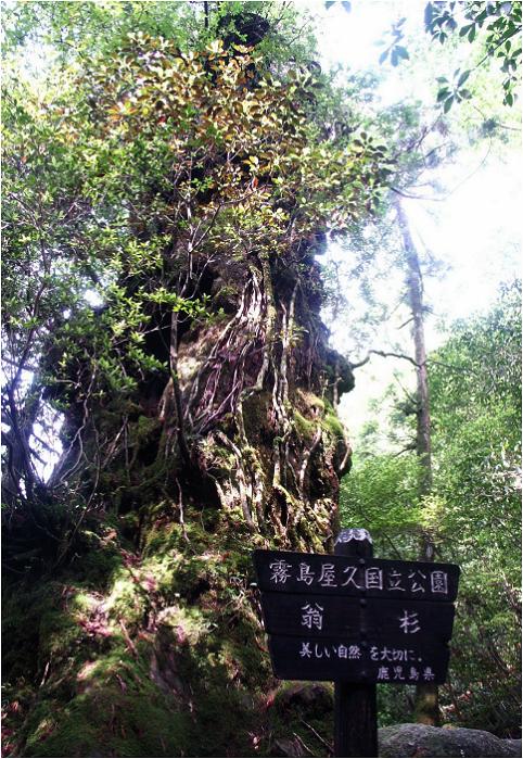 �劔�����������Q�T���ʂłŁu�����v�ɓ����A�ۂނ������{�������ł��ˁI