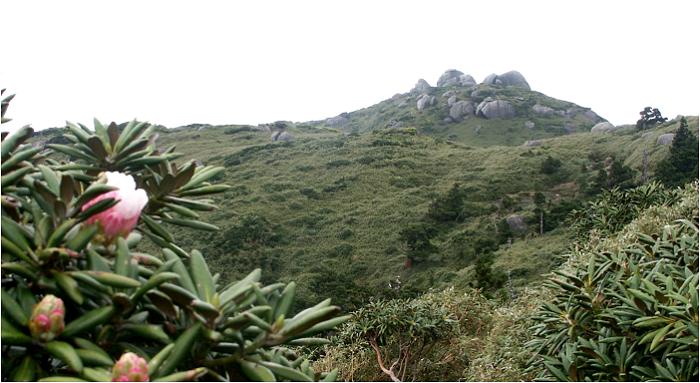 世界遺産　屋久島散策アルバム