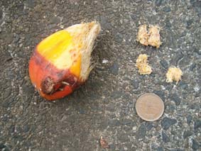 �^�R�m�L�̏n�����H�ׂ��Ƃƃy���b�g